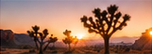 Arbres de Josué au coucher du soleil
